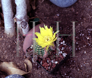 Picture of Echinopsis arachnacantha 