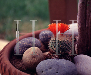 Picture of Parodia rubellihamata 