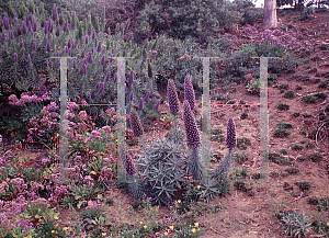 Picture of Echium candicans 