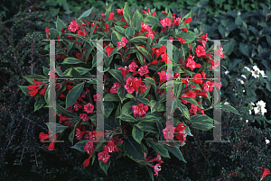 Picture of Weigela florida 'Brigela (French Lace)'