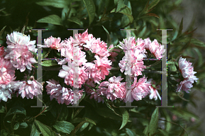 Picture of Prunus glandulosa 'Rosa Plea'