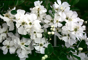 Picture of Exochorda x macrantha 'The Bride'