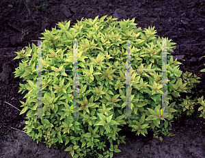 Picture of Spiraea japonica 'Lemon Princess'