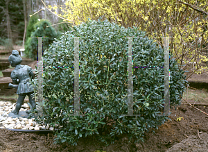 Picture of Ilex glabra 