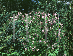 Picture of Syringa meyeri 'Palibin'