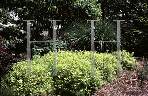 Picture of Spiraea  'Goldmound'