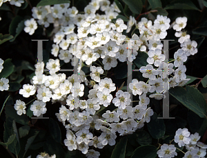 Picture of Spiraea x vanhouttei 'Renaissance'