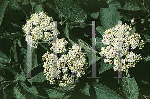 Picture of Viburnum lantana 'Mohican'