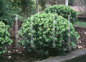 Picture of Ilex glabra 'Ivory Queen'