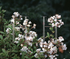 Picture of Viburnum farreri 