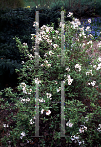 Picture of Viburnum farreri 