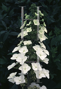 Picture of Hydrangea quercifolia 'Allison'