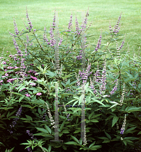 Picture of Vitex agnus-castus 