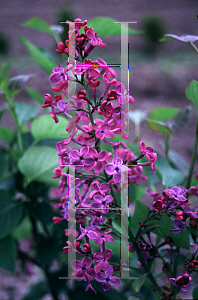 Picture of Syringa x hyacinthiflora 'Pocahontas'