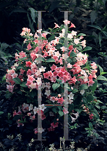 Picture of Weigela florida 'Courtalor(Carnaval)'