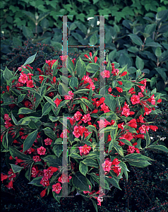 Picture of Weigela florida 'Brigela (French Lace™)'