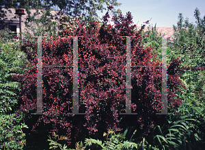 Picture of Berberis thunbergii 'Rose Glow'