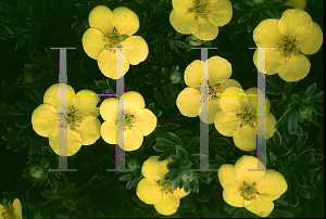 Picture of Potentilla fruticosa 'Goldstar'