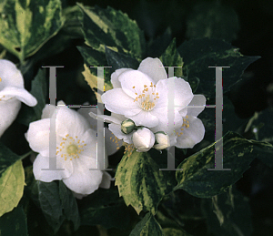 Picture of Philadelphus x lemoinei 'Innocence'