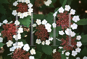 Picture of Viburnum sargentii 'Onondaga'