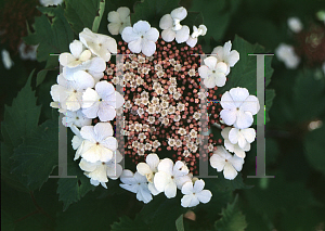 Picture of Viburnum sargentii 'Onondaga'