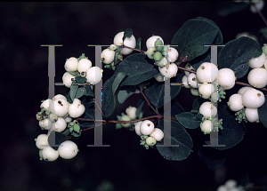 Picture of Symphoricarpos x doorenbosii 'White Hedge'