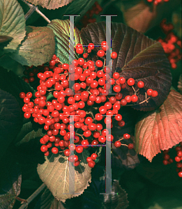 Picture of Viburnum dilatatum 'Erie'