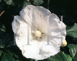 Picture of Hibiscus syriacus 'Diana'