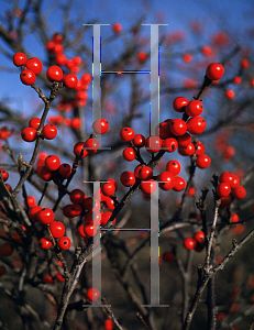 Picture of Ilex verticillata 'Spriber (Berry Nice)'