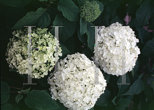 Picture of Hydrangea arborescens 'Annabelle'