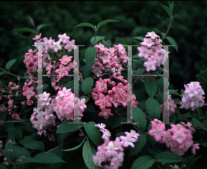 Picture of Deutzia x 'Rose Land'