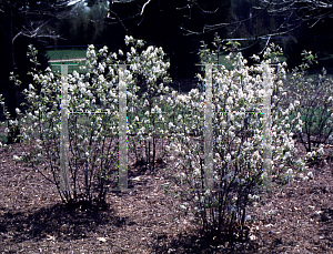 Picture of Amelanchier alnifolia 'Regent'