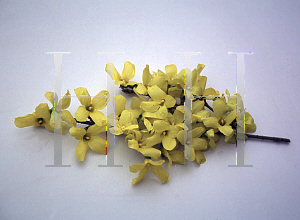Picture of Forsythia x 'Courtalyn (Week End™)'