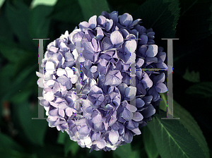 Picture of Hydrangea macrophylla 'Dooley'