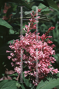 Picture of Syringa x prestoniae 'James Macfarlane'
