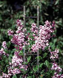 Picture of Syringa meyeri 'Palibin'