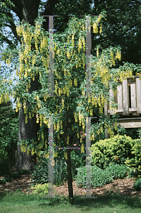 Picture of Laburnum x watereri 