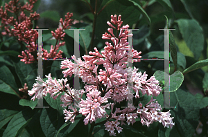 Picture of Syringa x prestoniae 'Coral'