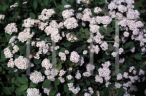 Picture of Spiraea betulifolia 'Tor'