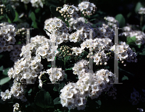 Picture of Spiraea betulifolia 'Tor'