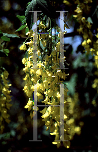 Picture of Laburnum x watereri 