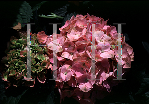 Picture of Hydrangea macrophylla 'Goliath'