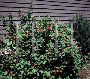 Picture of Calycanthus floridus 