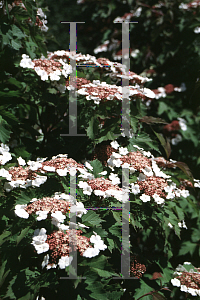 Picture of Viburnum sargentii 'Onondaga'