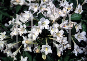 Picture of Weigela florida 'White Knight'