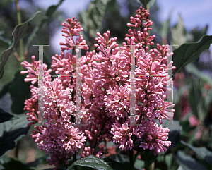 Picture of Syringa x prestoniae 'Minuet'