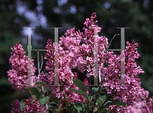 Picture of Syringa josikaea 'Royalty'