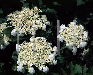 Picture of Viburnum opulus 'Compactum'