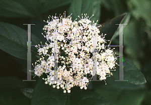 Picture of Viburnum nudum 'Winterthur'