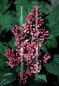 Picture of Syringa x prestoniae 'Red Wine'